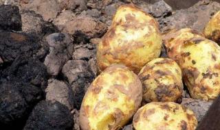 中国梦想秀洋芋疙瘩